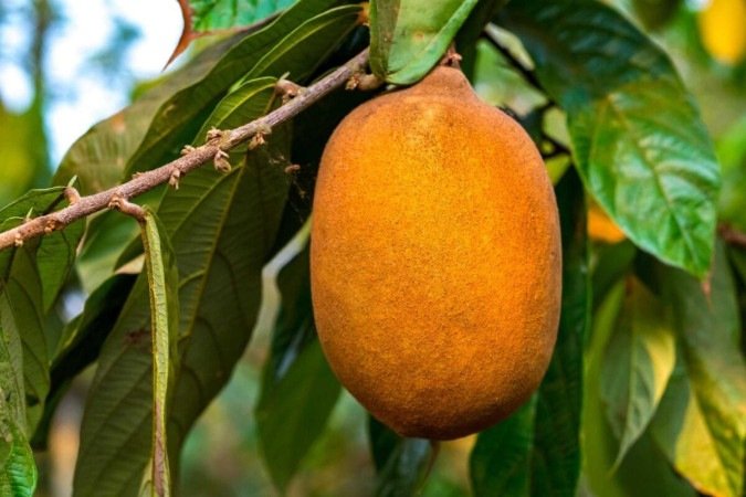O cupuaçu é uma potente fonte de nutrientes essenciais para a saúde (Imagem: Alexandre Laprise | Shutterstock) - (crédito: EdiCase) O cupuaçu é uma potente fonte de nutrientes essenciais para a saúde (Imagem: Alexandre Laprise | Shutterstock) - (crédito: EdiCase)