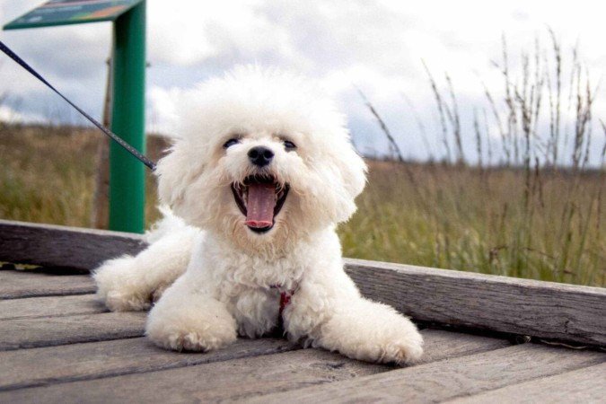 O bichon frisé encanta por sua inteligência e temperamento amigável (Imagem: Vit Tiser | Shutterstock)  -  (crédito: EdiCase)
