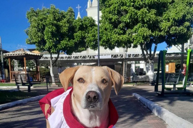 Amarelo apareceu na paróquia em 2019, ainda filhote, e foi acolhido com carinho pela comunidade. Os primeiros cuidados vieram do então pároco, padre Márcio Arthur, conhecido por sua afeição aos animais -  (crédito: Reprodução/Instagram/@fatinhagravina)