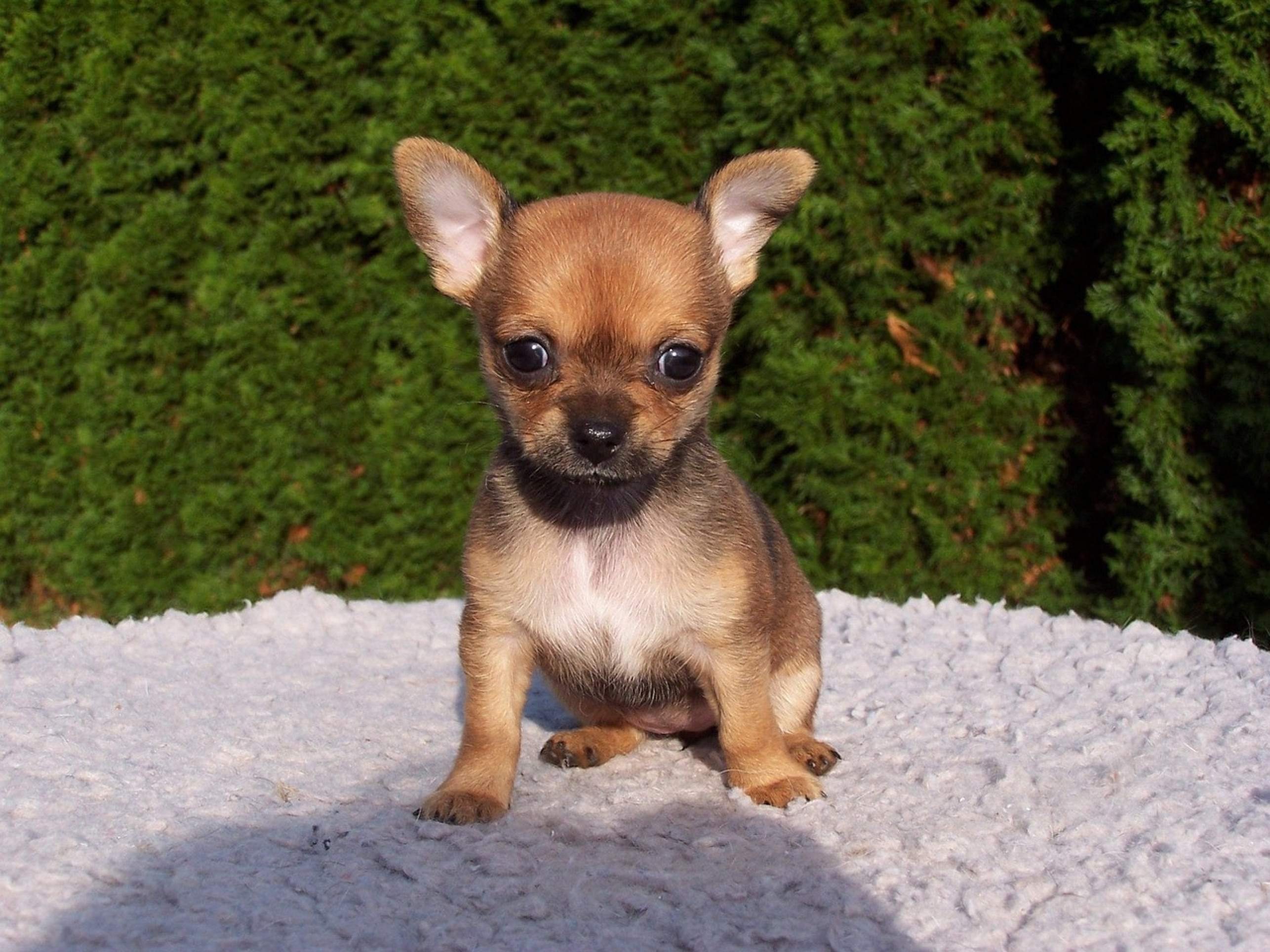 O responsável pegou o cachorro no colo e o colocou dentro do forno, antes de ligá-lo. Ele ainda travou a entrada do objeto para que o animalzinho não fugisse