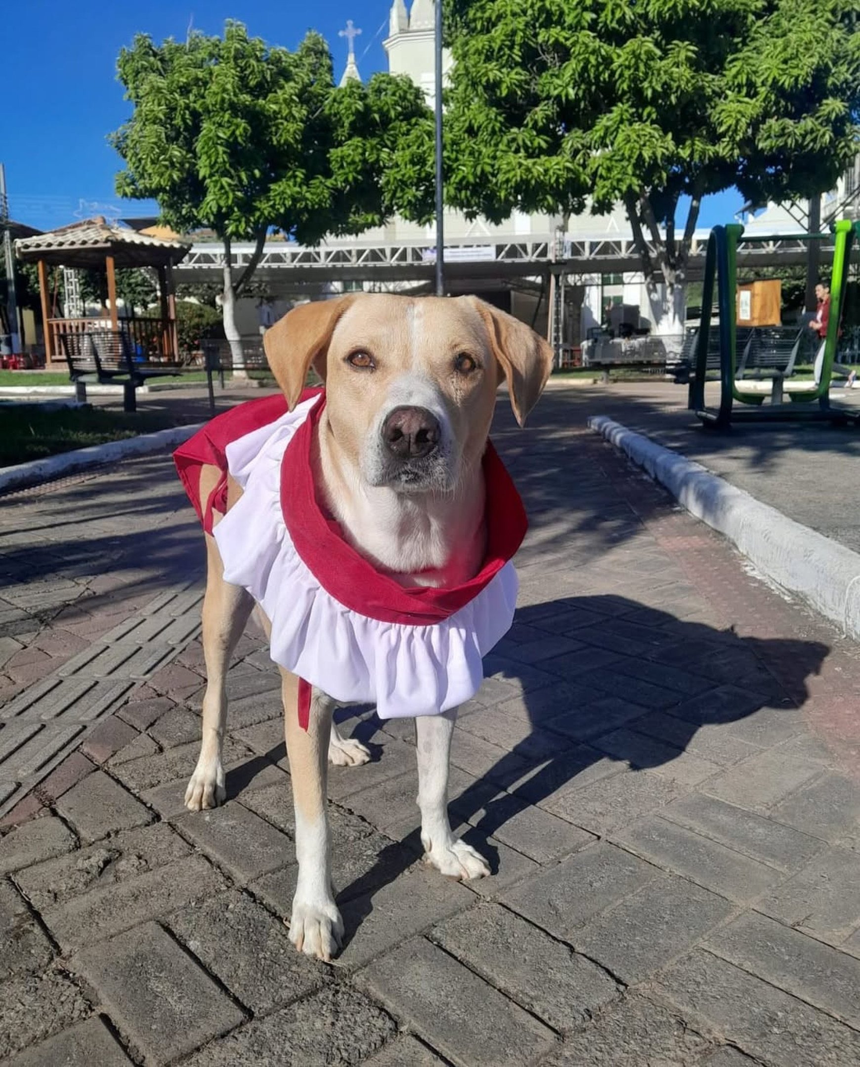 Amarelo apareceu na paróquia em 2019, ainda filhote, e foi acolhido com carinho pela comunidade. Os primeiros cuidados vieram do então pároco, padre Márcio Arthur, conhecido por sua afeição aos animais