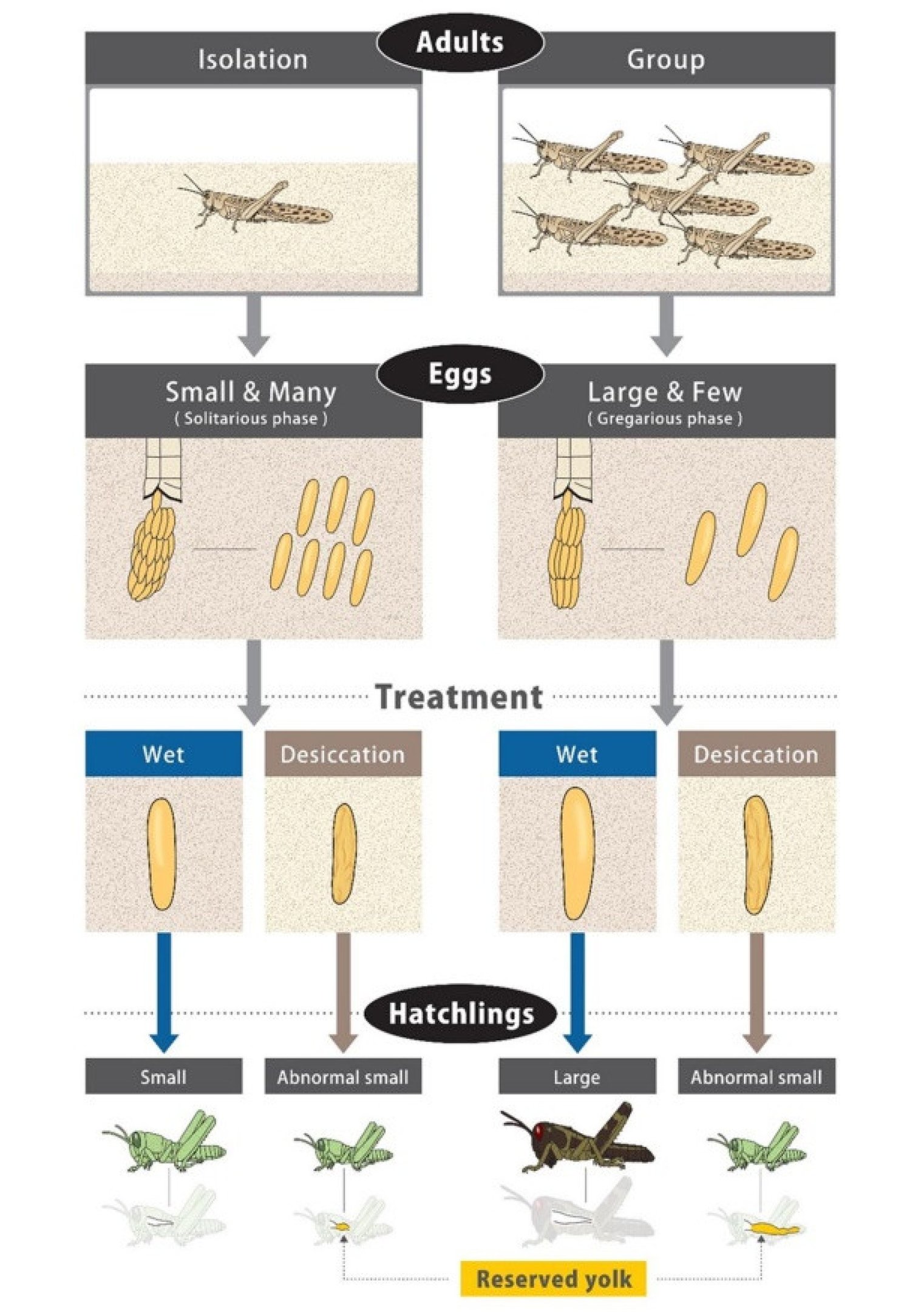Gráfico mostra diferenças entre gafanhotos criados em isolação e em grupo e em condições secas e úmidas