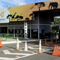 A interdição começou em 28 de maio, após duas aves serem encontradas mortas -  (crédito:  Marcelo Ferreira/CB/D.A Press)