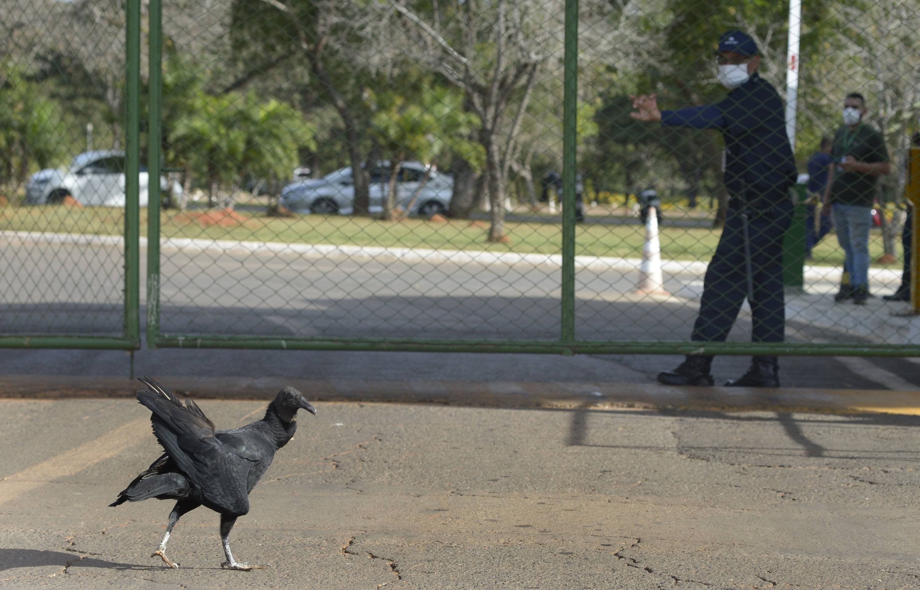 Gripe aviária: vigilância de aves é intensificada após interdição do zoo