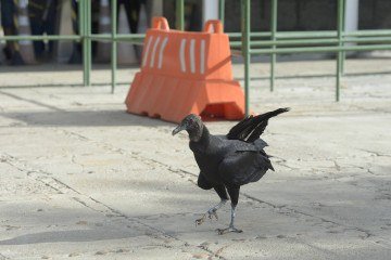 O primeiro caso de gripe aviária no Distrito Federal foi confirmado na noite desta terça-feira (3/6) -  (crédito:  Marcelo Ferreira/CB/D.A Press)