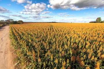 Plantação de sorgo na região do PAD-DF. -  (crédito: Giba Souza/Divulgação CropLife Brasil)