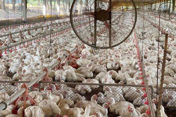 Segundo a Adapec, a coleta e o envio das amostras ao laboratório oficial foram realizados dentro de um prazo inferior a 48 horas, o que permitiu uma resposta rápida e eficiente -  (crédito: Arquivo)