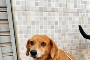 Os voluntÃ¡rios do ACR levam raÃ§Ã£o, cobertas e roupinhas aos animais que acompanham as pessoas vulnerÃ¡veis nas ruas -  (crédito: Cedido ao Correio )