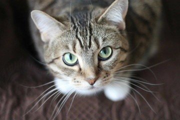 Gatos domésticos reconhecem o cheiro dos donos, revela estudo  -  (crédito: Pexels)
