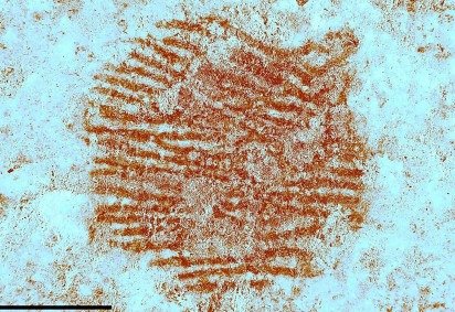 A pedra à esquerda, antes de ser escavada, e à direita depois de ser desenterrada -  (crédito: Álvarez-Alonso et al)