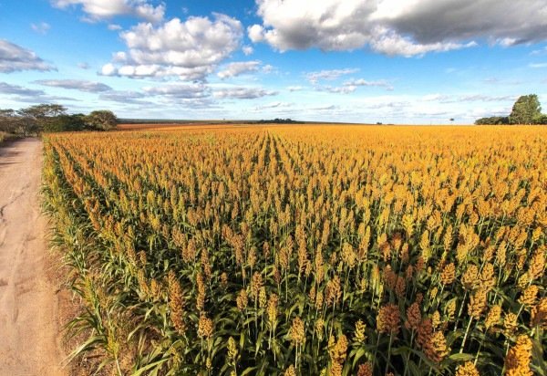 Giba Souza/Divulgação CropLife Brasil