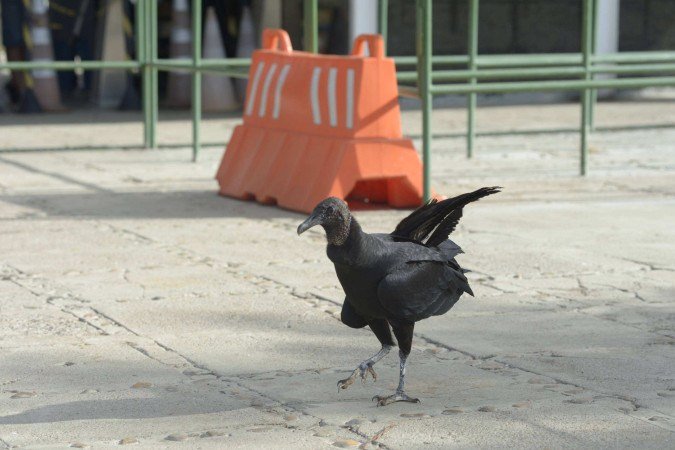 O primeiro caso de gripe aviária no Distrito Federal foi confirmado na noite desta terça-feira (3/6) - (crédito: Marcelo Ferreira/CB/D.A Press) O primeiro caso de gripe aviária no Distrito Federal foi confirmado na noite desta terça-feira (3/6) - (crédito: Marcelo Ferreira/CB/D.A Press)