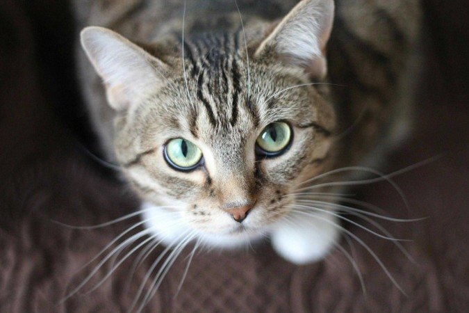 Gatos domésticos reconhecem o cheiro dos donos, revela estudo - (crédito: Pexels) Gatos domésticos reconhecem o cheiro dos donos, revela estudo - (crédito: Pexels)