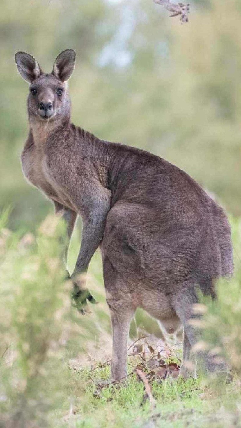 Canguru -  (crédito: Pixabay)