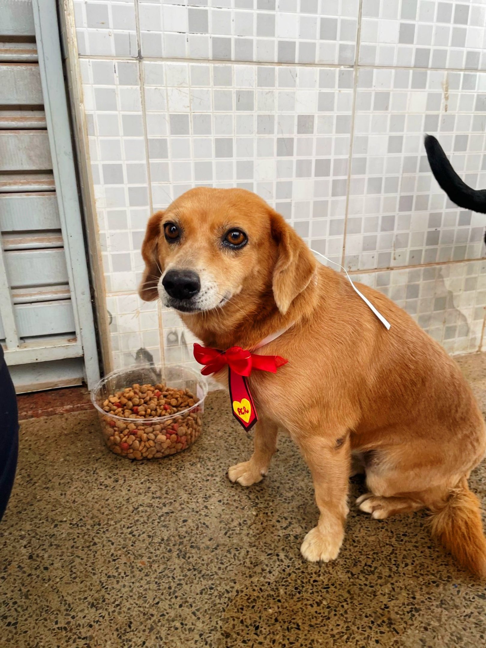 Projetos sociais aquecem cães e gatos durante temporada de frio no DF