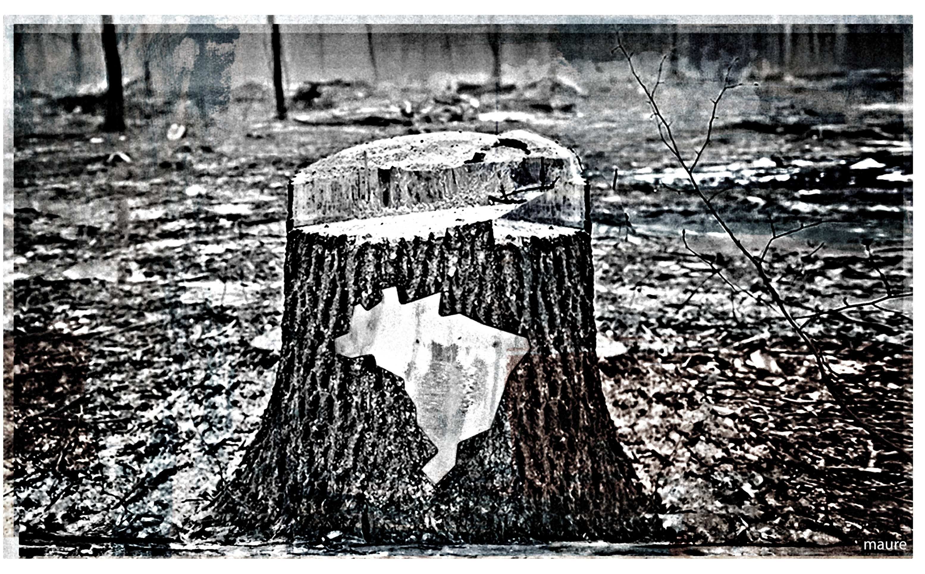 Negacionismo climático no Senado, desmatamento à solta no Cerrado