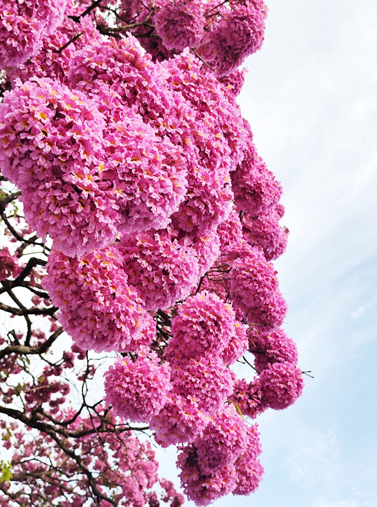  29/05/2025 - Ed Alves CB/DA Press. Cidades.  Ipe Roxo - 910/911 Sul. 