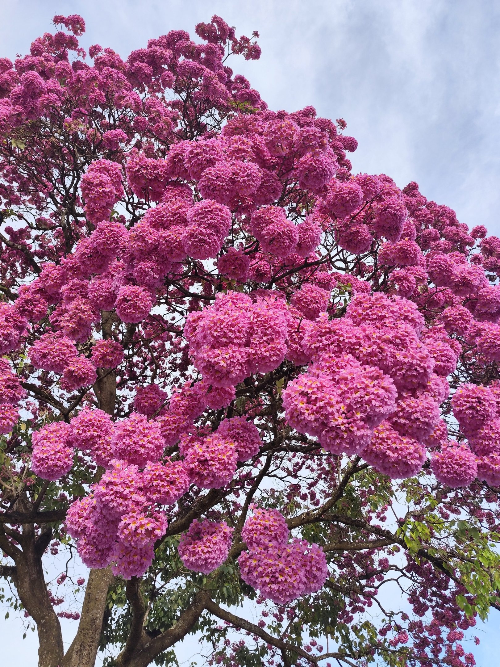  29/05/2025 - Ed Alves CB/DA Press. Cidades.  Ipe Roxo - 910/911 Sul. 