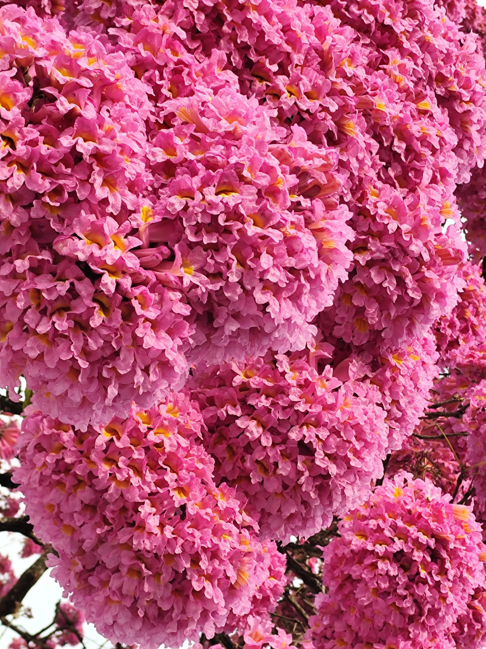  29/05/2025 - Ed Alves CB/DA Press. Cidades.  Ipe Roxo - 910/911 Sul. 