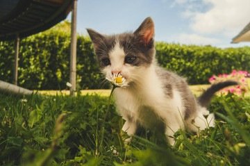 Gato -  (crédito: Pexels)