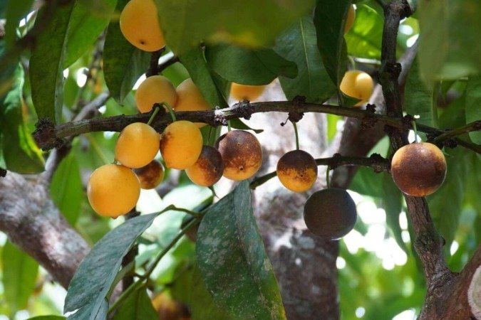 O bacuri, fruta nativa da Amazônia, é rico em nutrientes essenciais (Imagem: Gigoliver | Shutterstock) - (crédito: EdiCase) O bacuri, fruta nativa da Amazônia, é rico em nutrientes essenciais (Imagem: Gigoliver | Shutterstock) - (crédito: EdiCase)