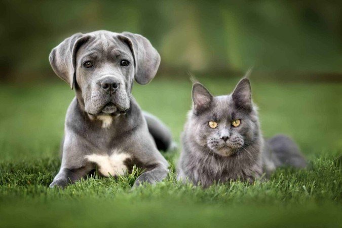 Algumas raças de gatos são naturalmente mais sociáveis e tolerantes a cachorros (Imagem: otsphoto | Shutterstock) - (crédito: EdiCase) Algumas raças de gatos são naturalmente mais sociáveis e tolerantes a cachorros (Imagem: otsphoto | Shutterstock) - (crédito: EdiCase)