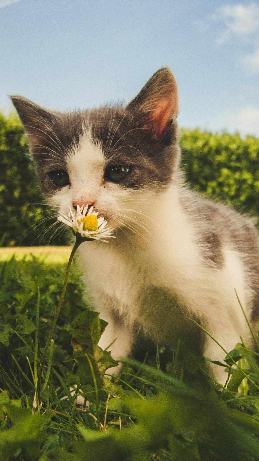 Gato -  (crédito: Pexels)