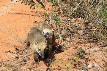 Os animais aram por tratamento e reabilitação antes de serem devolvidos à natureza -  (crédito: Agência Brasília)