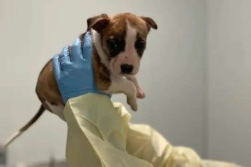 Bella, filhote de pitbull, foi sacrificada após a morte do bebê -  (crédito: Reprodução/© Animal Care Centers of NYC)
