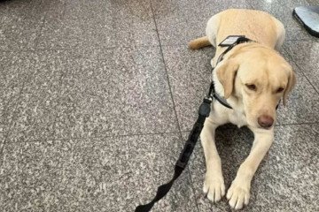 Labrador conhecido como Teddy auxilia criança que se mudou para Portugal -  (crédito: Arquivo pessoal via Estadão)