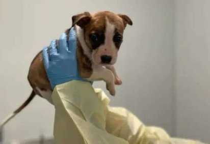 Bella, filhote de pitbull, foi sacrificada após a morte do bebê -  (crédito: Reprodução/© Animal Care Centers of NYC)