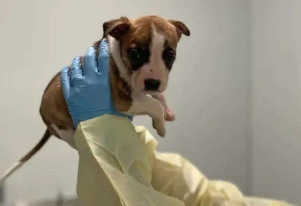 Reprodução/© Animal Care Centers of NYC