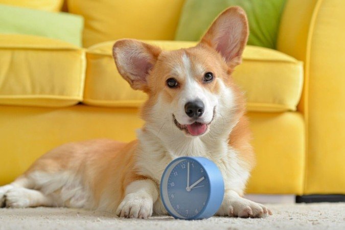 Criar uma rotina estável é essencial para a saúde física e emocional dos animais (Imagem: Pixel-Shot | Shutterstock) - (crédito: EdiCase) Criar uma rotina estável é essencial para a saúde física e emocional dos animais (Imagem: Pixel-Shot | Shutterstock) - (crédito: EdiCase)