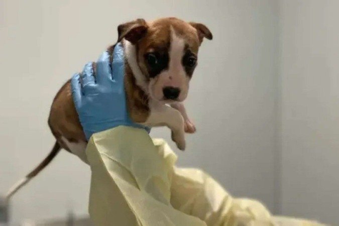 Bella, filhote de pitbull, foi sacrificada após a morte do bebê - (crédito: Reprodução/© Animal Care Centers of NYC) Bella, filhote de pitbull, foi sacrificada após a morte do bebê - (crédito: Reprodução/© Animal Care Centers of NYC)