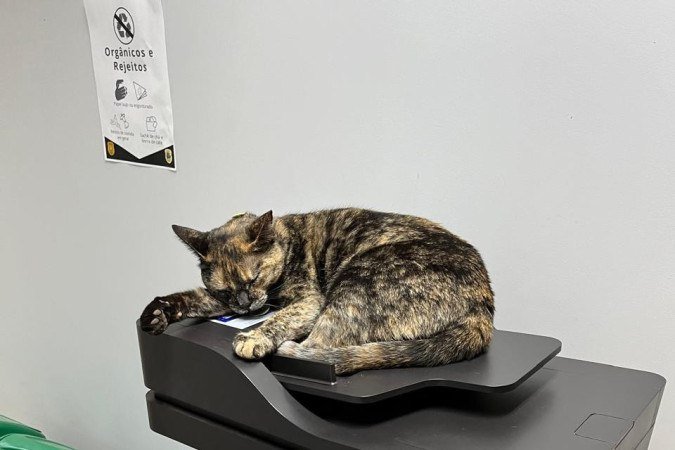 A gata chegou no local há cerca de cinco anos