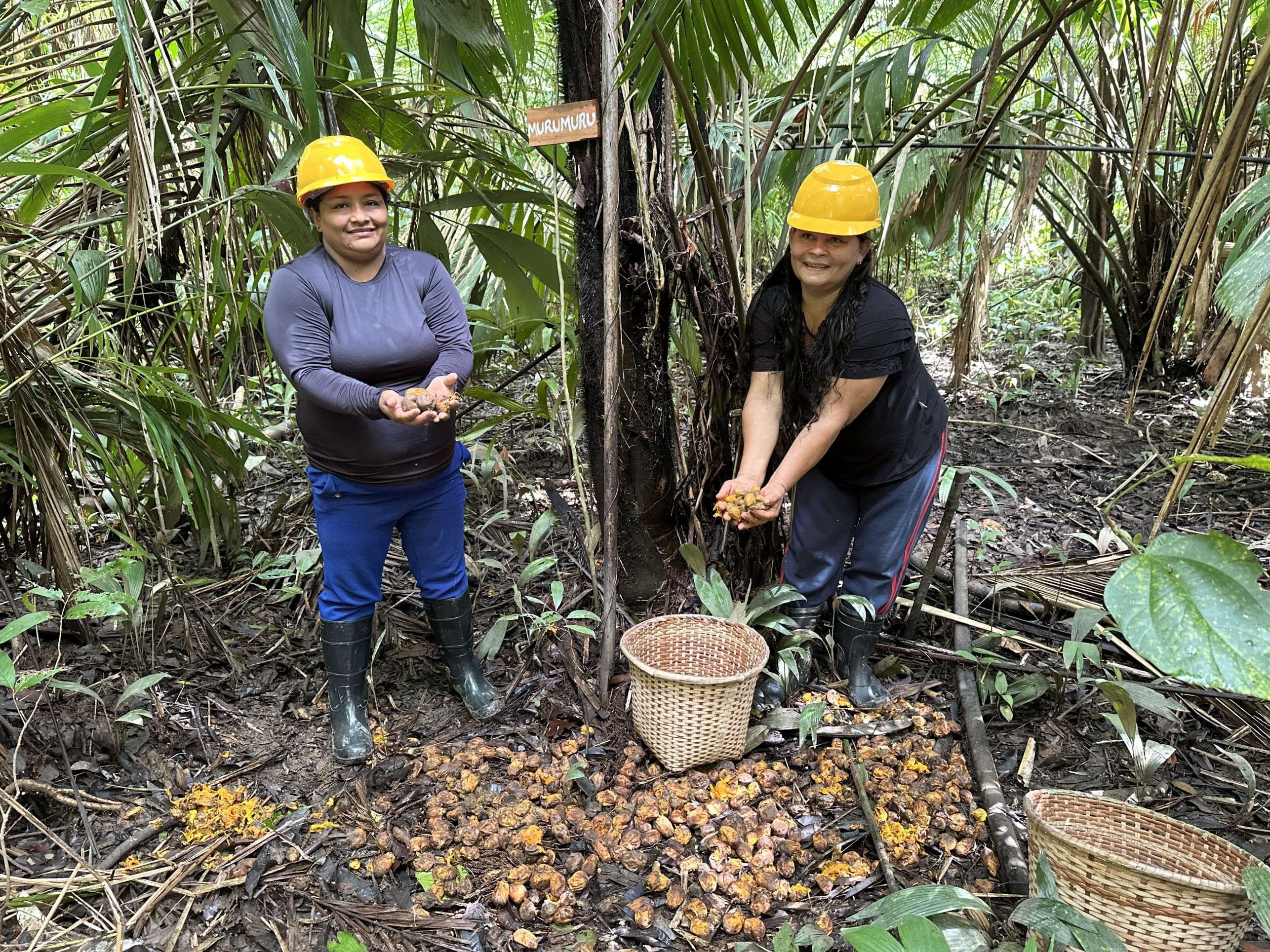 Extrativistas organizam produção de murumuru, na comunidade de São José do Rio Maniva, no município de Afuá (PA)