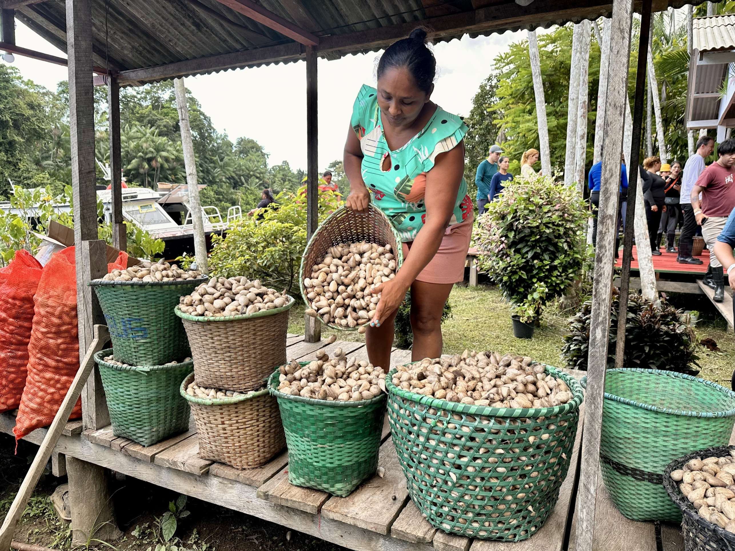 Extrativistas organizam produção de murumuru, na comunidade de São José do Rio Maniva, no município de Afuá (PA)