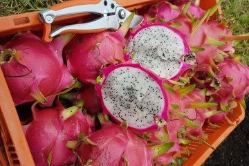 Em todas as variedades, a pitaya é uma fruta que agrada a diferentes paladares - (crédito: Divulgação/Emater_DF) Em todas as variedades, a pitaya é uma fruta que agrada a diferentes paladares - (crédito: Divulgação/Emater_DF)