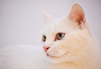 Os gatos são os 'hospedeiros definitivos' do parasita, o que significa que eles são os únicos animais que podem completar o ciclo de vida do Toxoplasma gondii.  -  (crédito: Didi S por Pixabay)
