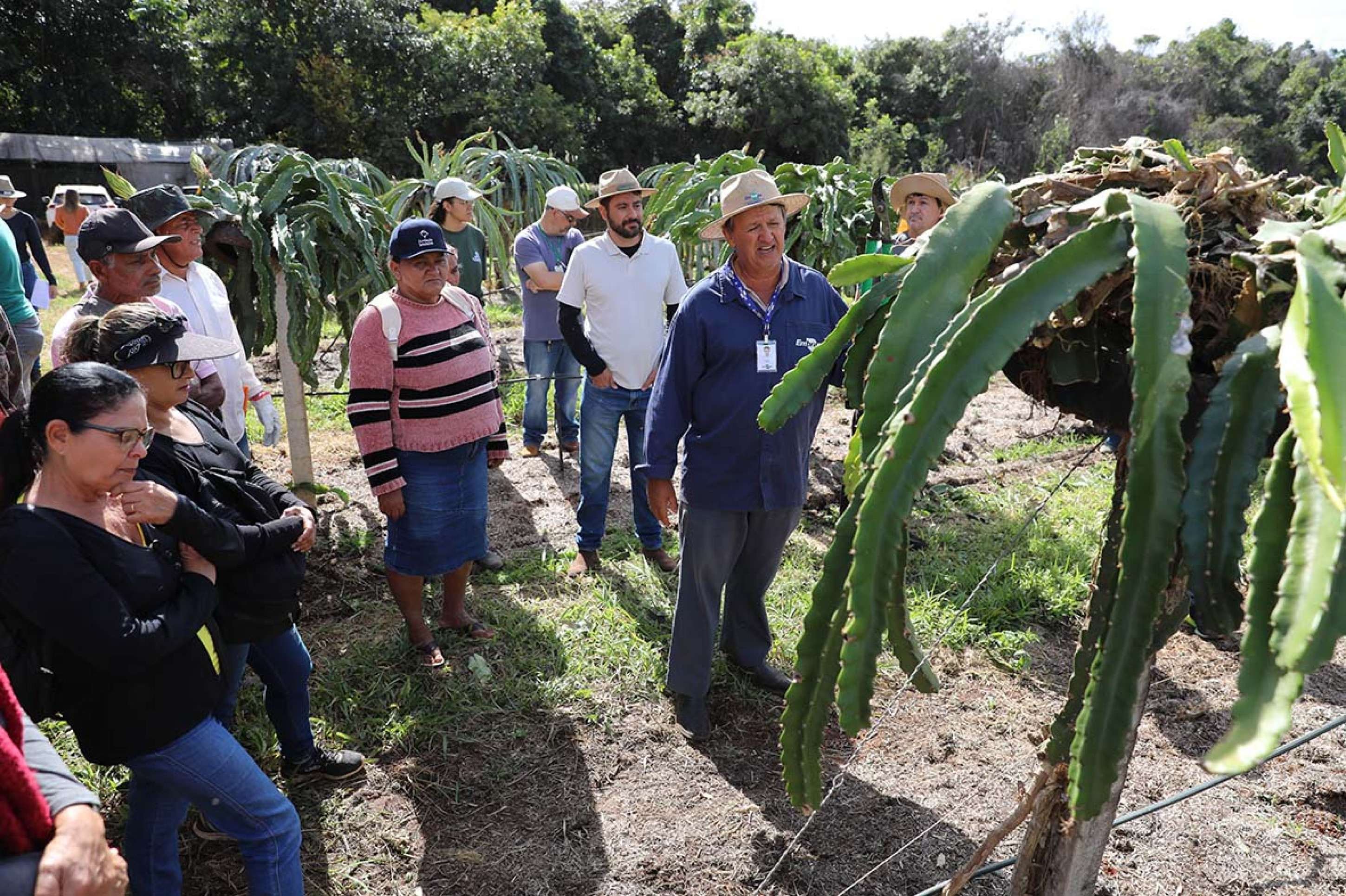 Encontro reuniu produtores em torno de dicas e orientações sobre a pitaya, que já é cultivada em grande escala no DF