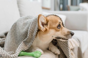Para saber se os pets estão com frio, é necessário estar atento ao comportamento deles -  (crédito: Reprodução/Freepik)