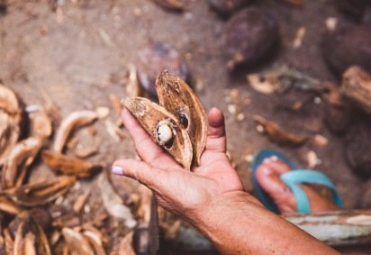O Plano Nacional dos Povos e Comunidades Tradicionais deve ser entregue em novembro, durante a COP30 -  (crédito: Reprodução)