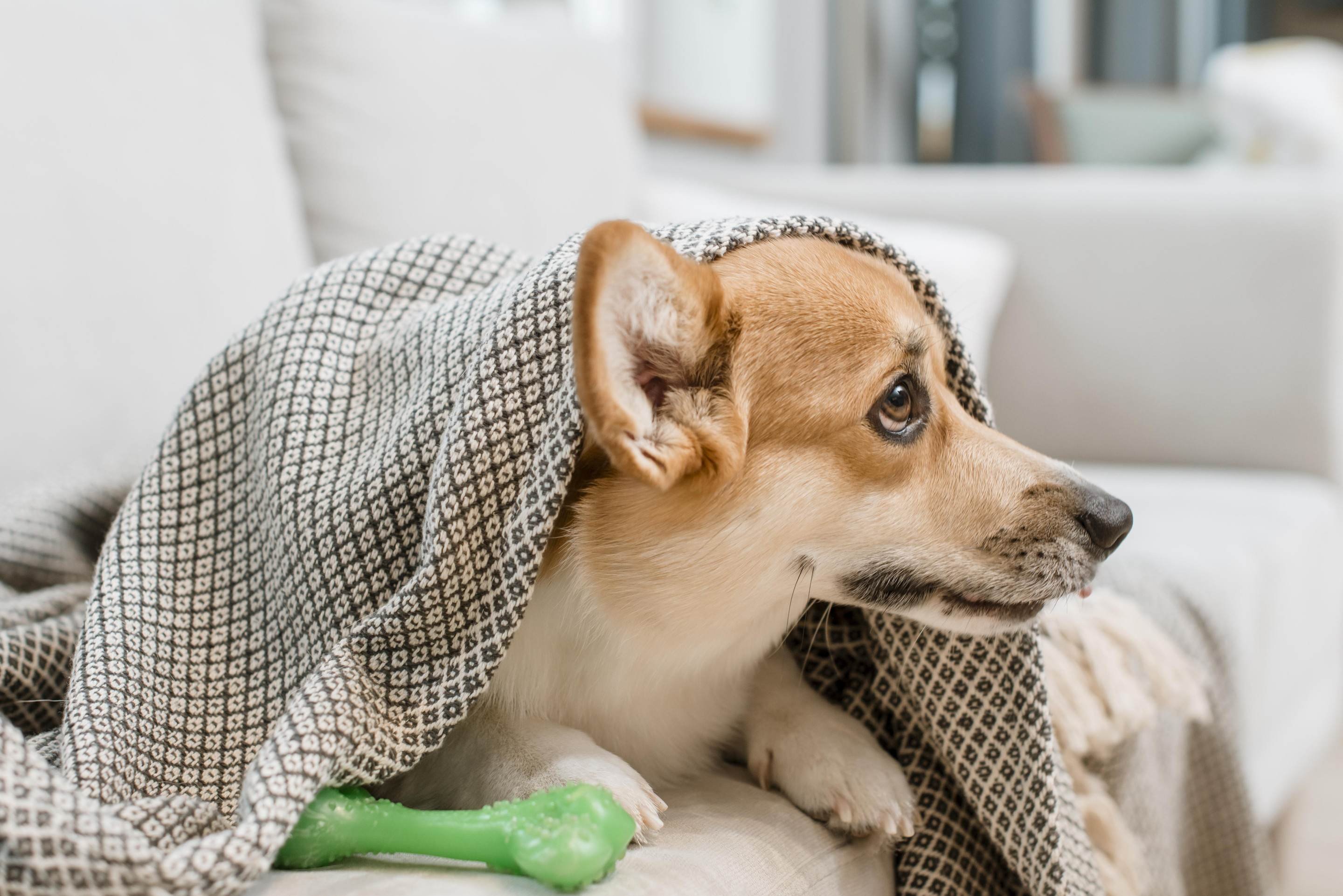 Com a chegada do frio, os cuidados com os pets devem ser redobrados