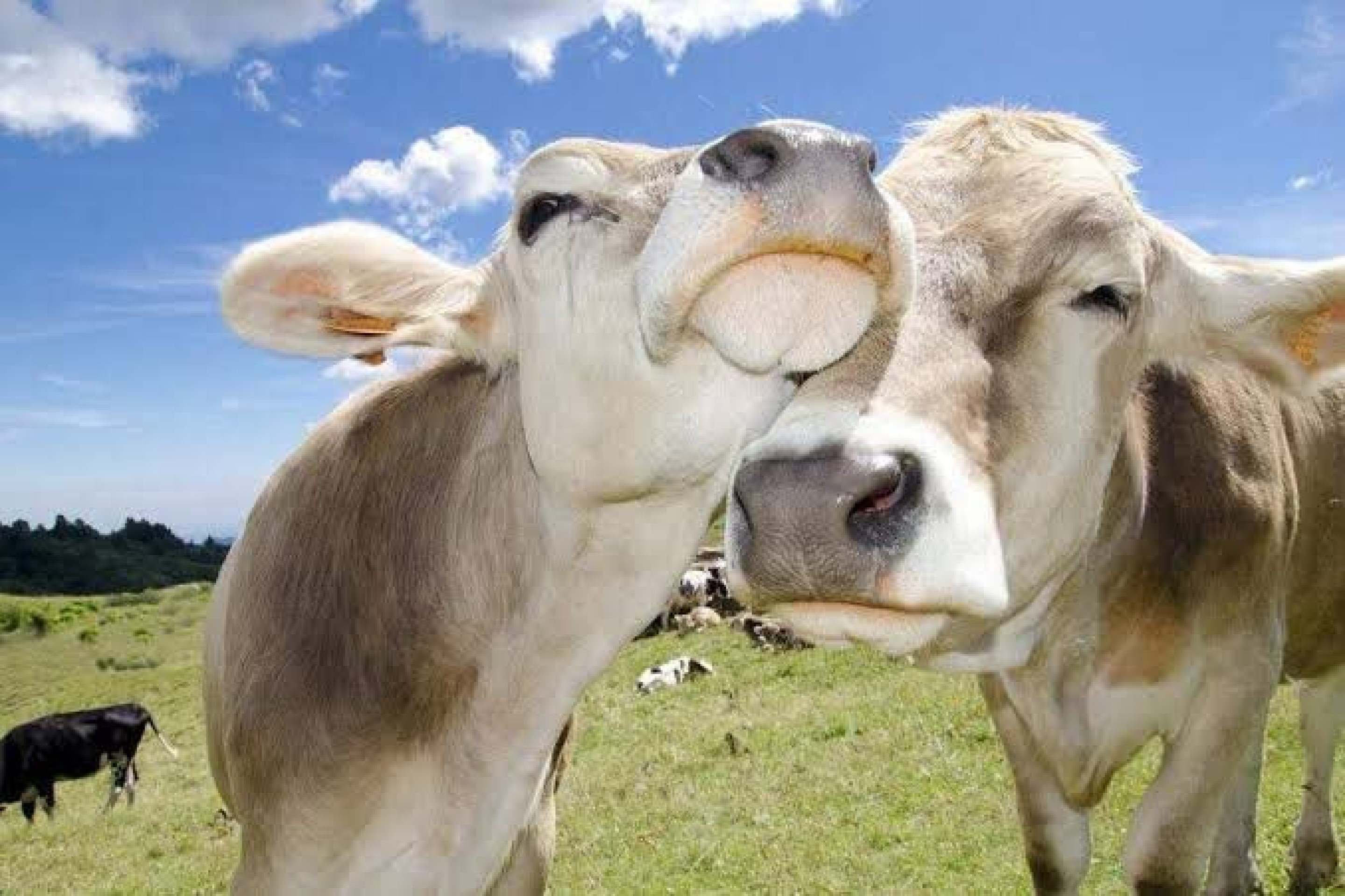 Feliz, a vaca dá mais leite: bem-estar animal melhora qualidade do produto
