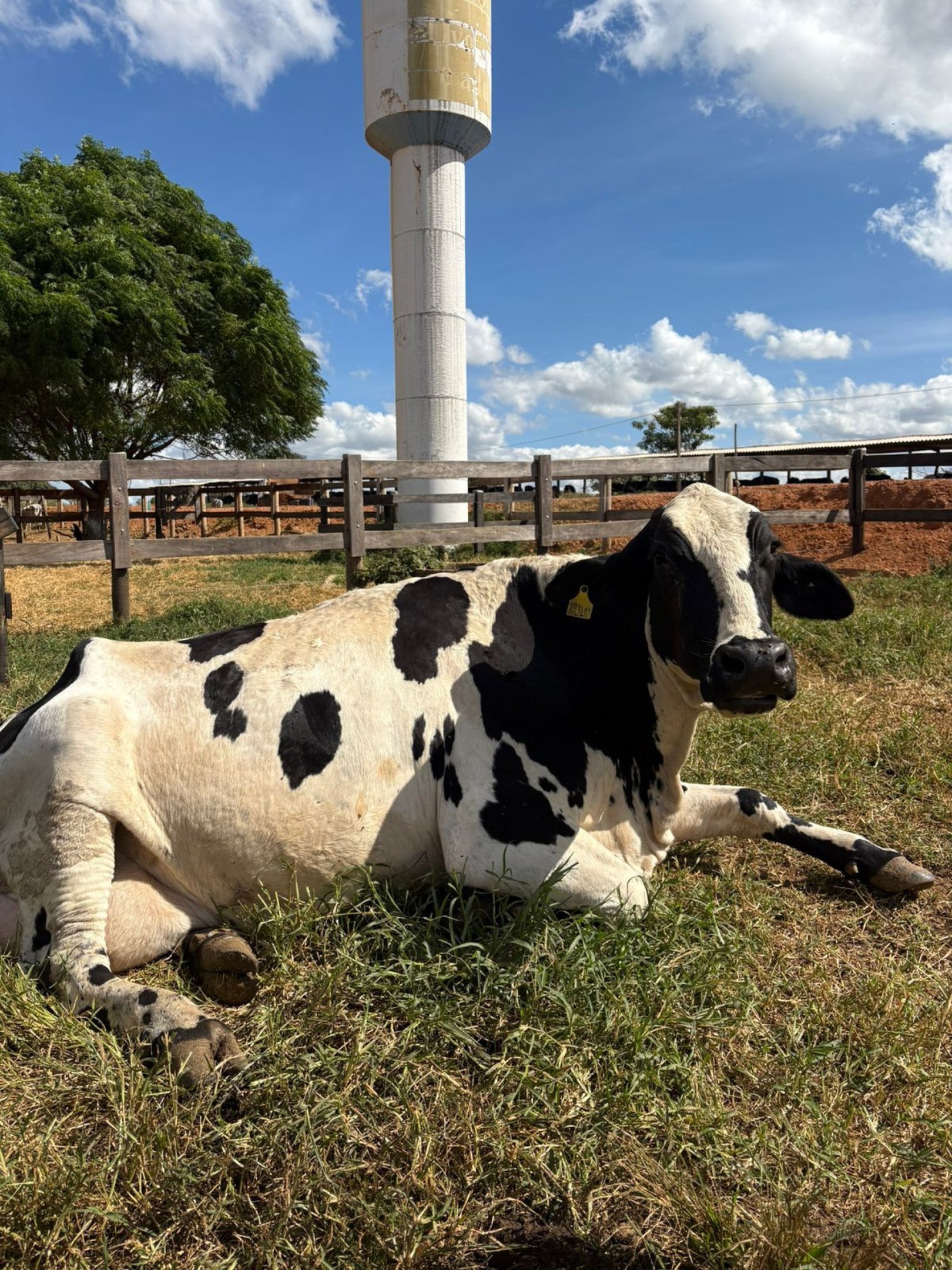 Estudantes do Curso de Medicina Veterinária do CEUB realizando atividade de campo durante a pesquisa