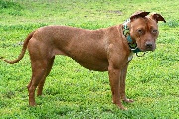 Além dessas seis raças, podemos incluir o pitbull como um cão que se deve evitar no convívio com as crianças. O Flipar já fez algumas galerias mostrando os ataques frequentes que ocorreram pelo Brasil. -  (crédito: Stacy wikimedia commons )