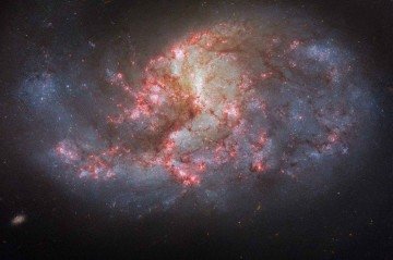 Esta imagem do Telescópio Espacial Hubble da NASA/ESA mostra a galáxia espiral barrada NGC 1385
 -  (crédito: ESA/Hubble e NASA, R. Chandar, J. Lee e a equipe PHANGS-HST)