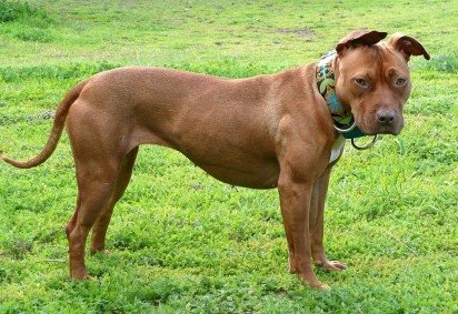 Além dessas seis raças, podemos incluir o pitbull como um cão que se deve evitar no convívio com as crianças. O Flipar já fez algumas galerias mostrando os ataques frequentes que ocorreram pelo Brasil. -  (crédito: Stacy wikimedia commons )
