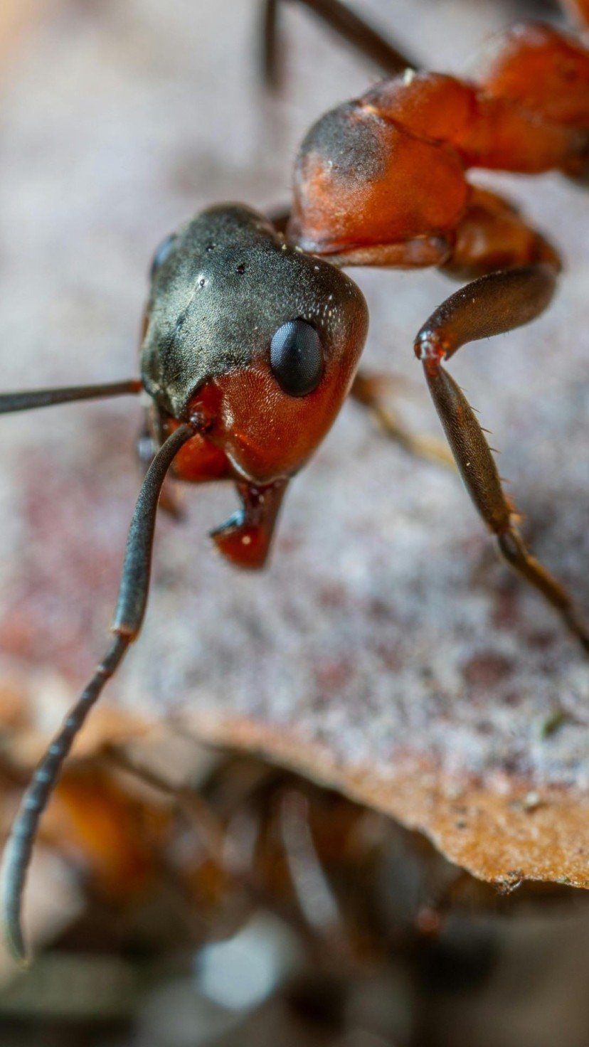 Formiga -  (crédito: Pexels)