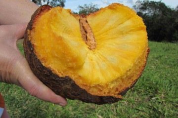 O araticum (Annona crassiflora) é uma fruta nativa do Cerrado -  (crédito: Divulgação/Embrapa)